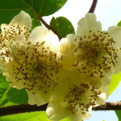 Актинидия АТЛАС (МУЖСКОЙ) киви в Калинковичах