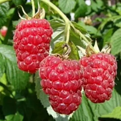 Малиновое дерево ТАРУСА в Калинковичах