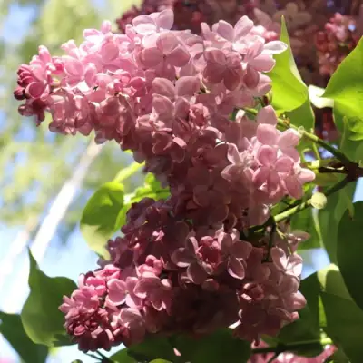 Сирень МЕДОВЫЙ СПАС в Калинковичах