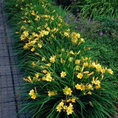 Лилейник СТЕЛЛА ДЕ ОРО гибридный в Калинковичах