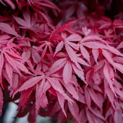 Клен дланевидный АТРОПУРПУРЕУМ в Калинковичах