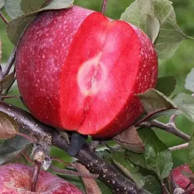 Яблоня РЕД КЕТТИ в Калинковичах