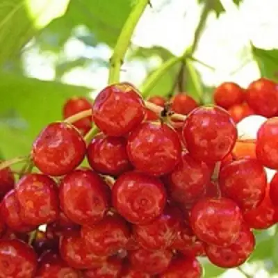 Калина КИЕВСКАЯ САДОВАЯ в Калинковичах