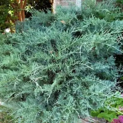 Можжевельник ГРЕЙ ОУЛ виргинский  в Калинковичах