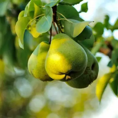 груша Столичная