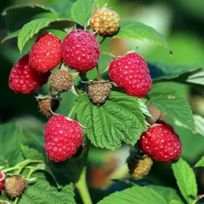 Малиновое дерево СКАЗКА в Калинковичах