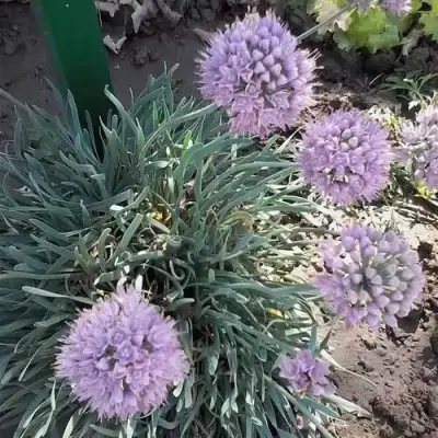 Лук СПИРАЛИС горный в Калинковичах