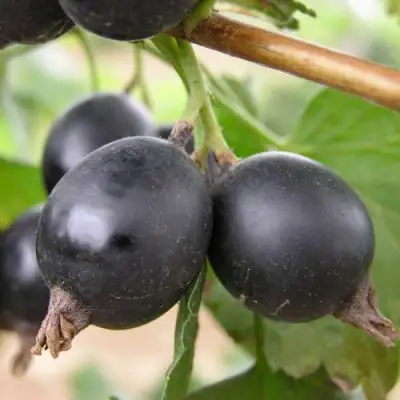 ЙОШТА в Калинковичах