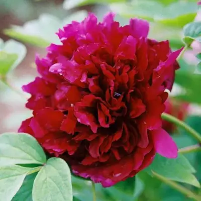 Пион ГАЛАКТИКА травянистый в Калинковичах