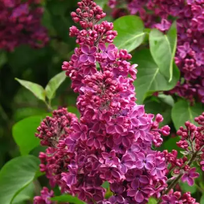 Сирень ЗНАМЯ ЛЕНИНА в Калинковичах