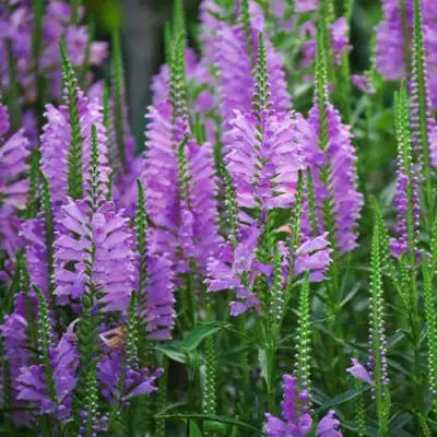 Физостегия РОЗЕЯ виргинская в Калинковичах