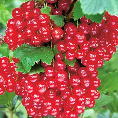 Смородина красная РУДНЕУС в Калинковичах