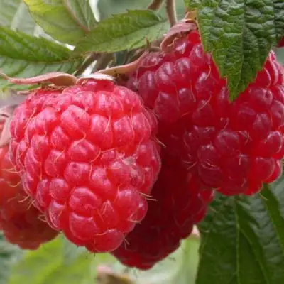 Малина ПИНГВИН в Калинковичах