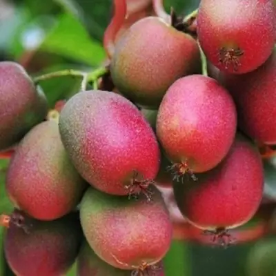 Актинидия ВЕЙКИ аргута в Калинковичах