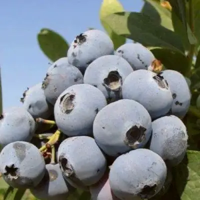Голубика ЦУКЕР ТРАУБЕ в Калинковичах