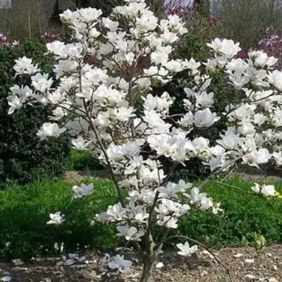 Магнолия АЛЬБА СУПЕРБА в Калинковичах