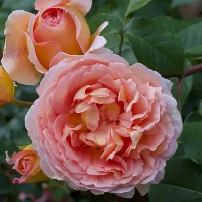 Роза АБРАХАМ ДЕРБИ английская в Калинковичах