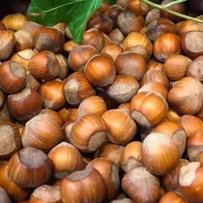 Фундук ТОНДА ДЖИФФОНИ в Калинковичах