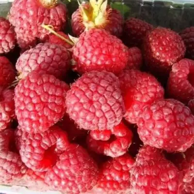 Малина ПОЛЕСЬЕ в Калинковичах