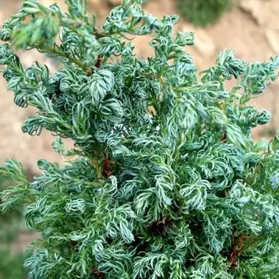 Кипарисовик БЕБИ БЛЮ горохоплодный в Калинковичах