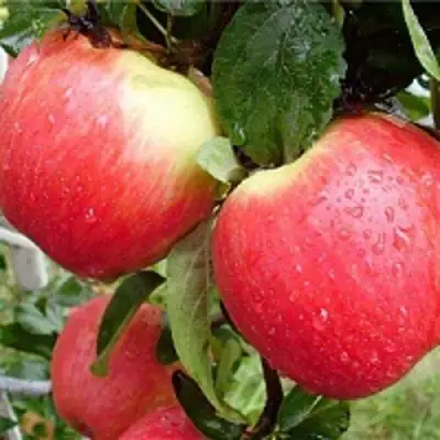 Яблоня ЖЕНЕВА (ЖЕНЕВА ЭРЛИ) в Калинковичах