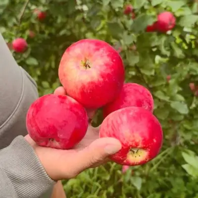 Яблоня АКСЕНА в Калинковичах