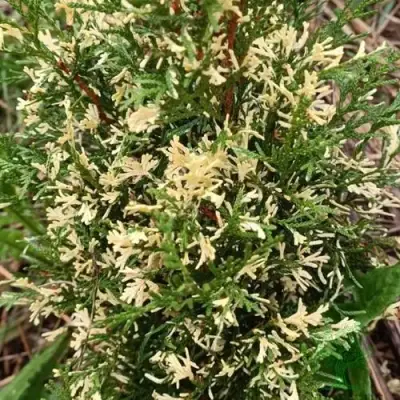 Туя БРАБАНТ ВАРИЕГАТТА западная в Калинковичах