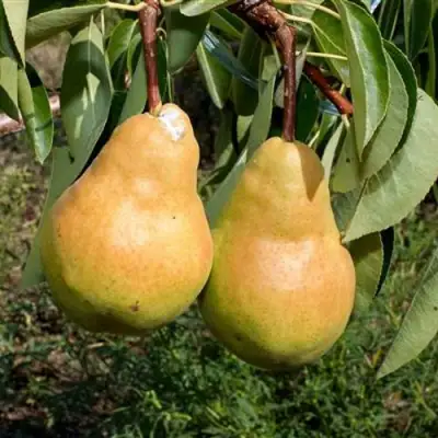 Груша ДЮШЕС ЛЕТНИЙ в Калинковичах