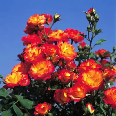 Роза ТАЙФУН спрей в Калинковичах