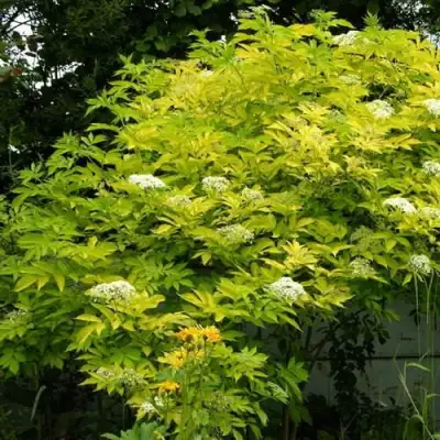 Бузина черная АУРЕА в Калинковичах