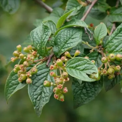 Кизильник пузырчатый в Калинковичах