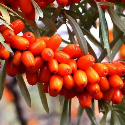 Облепиха ДЖЕМОВАЯ в Калинковичах