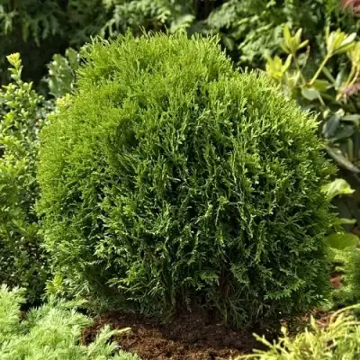 Туя ТИНИ ТИМ западная в Калинковичах