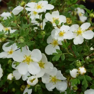 Лапчатка АББОТСВУД кустарниковая в Калинковичах