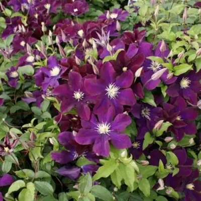 Клематис ГЕРОИ ВАРШАВЫ в Калинковичах