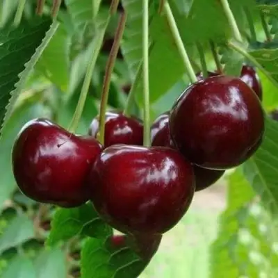 Вишня ЖАДАНА в Калинковичах