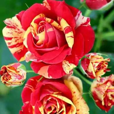 Роза ФАЙЕР ФЛЕШ спрей в Калинковичах