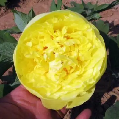 Пион ЗОЛОТО ПОДНЕБЕСНОЙ древовидный в Калинковичах