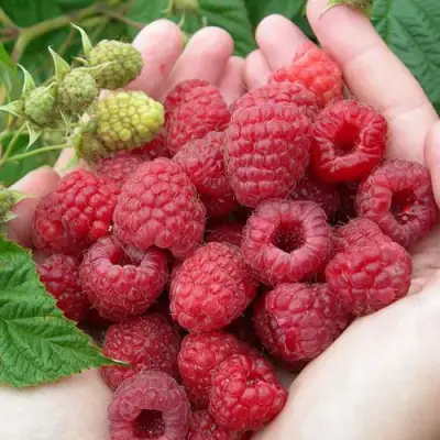 Малина МОЛЛИНГ ДЖУНО в Калинковичах