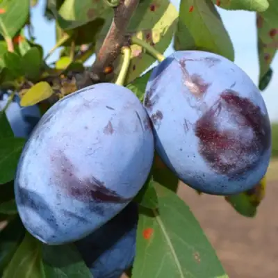 Слива ЧАЧАКСКАЯ ЛЕПОТИКА в Калинковичах