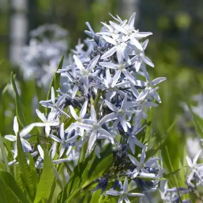 Амсония ТАБЕРНЕМОНТАНА в Калинковичах