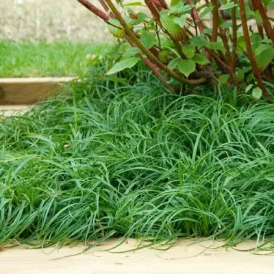 Осока БИТЛЗ в Калинковичах