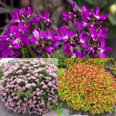 Комплект ЯПОНСКИЙ САД в Калинковичах