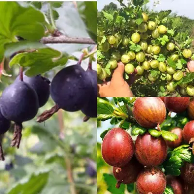 Комплект КРЫЖОВНИК MIX в Калинковичах