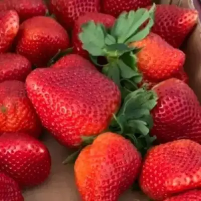 Клубника МОНТЕРЕЙ ремонтантная в Калинковичах