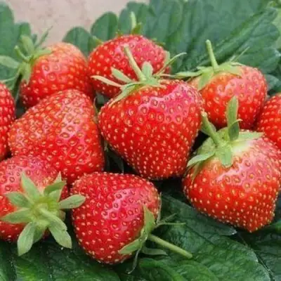 Клубника ЭЛЬСАНТА в Калинковичах