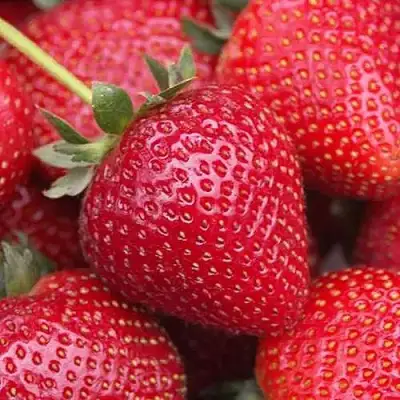 Клубника СЕЛЬВА ремонтантная в Калинковичах