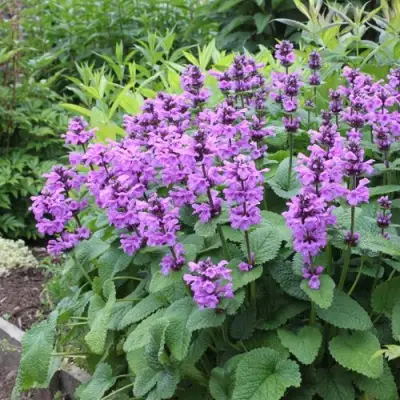 Буквица крупноцветковая в Калинковичах