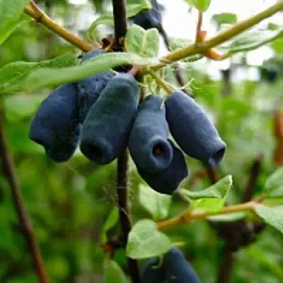 Жимолость съедобная ВОЛХОВА в Калинковичах