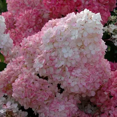 гортензия сандей фрайз